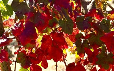 Quinta sonata de otoño para Pedal