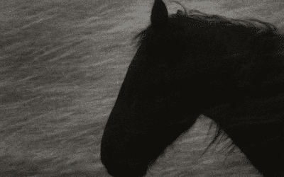 Una lectura filosófica de El caballo de Turín